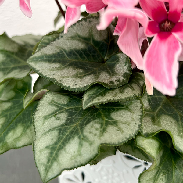 シクラメン:アンジュ リップピンク3.5号底面給水角鉢