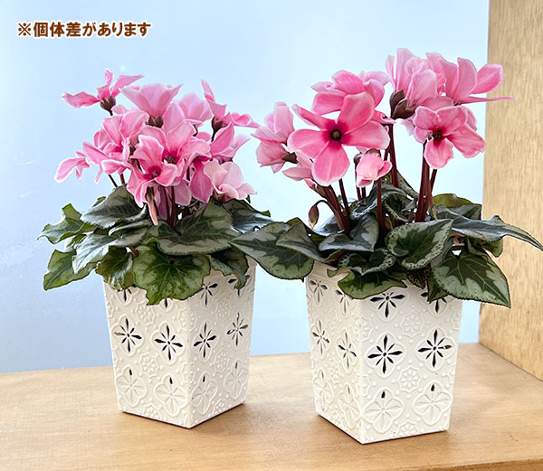 シクラメン:アンジュ リップピンク3.5号底面給水角鉢