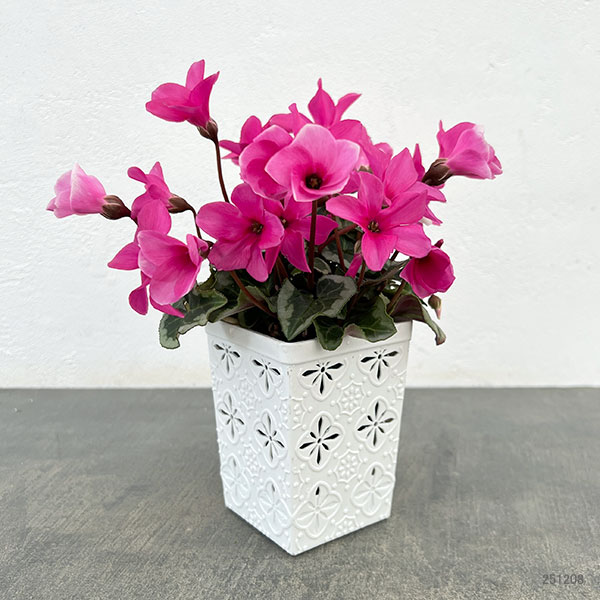 シクラメン:アンジュ パープル3.5号底面給水角鉢