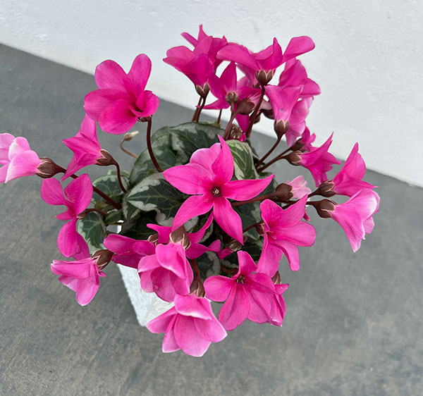 シクラメン:アンジュ パープル3.5号底面給水角鉢