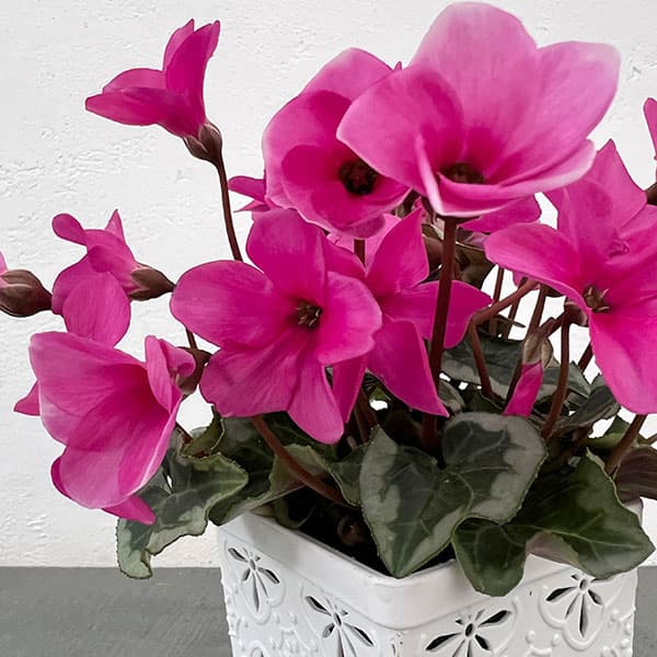 シクラメン:アンジュ パープル3.5号底面給水角鉢