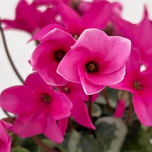 シクラメン:アンジュ パープル3.5号底面給水角鉢