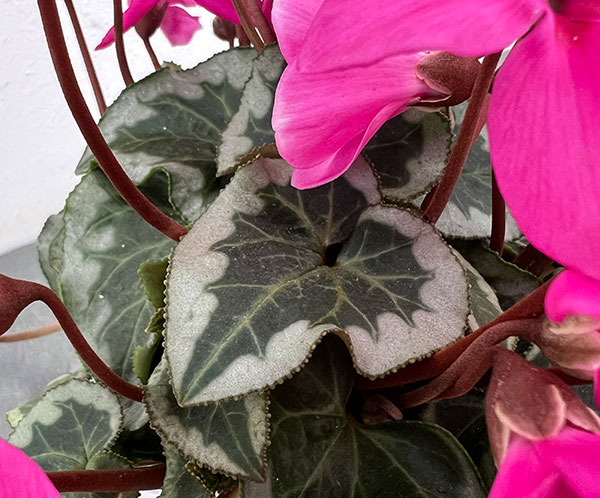 シクラメン:アンジュ パープル3.5号底面給水角鉢