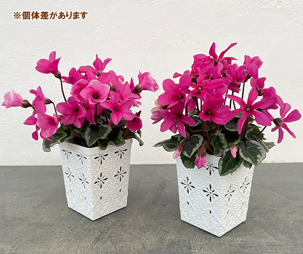 シクラメン:アンジュ パープル3.5号底面給水角鉢