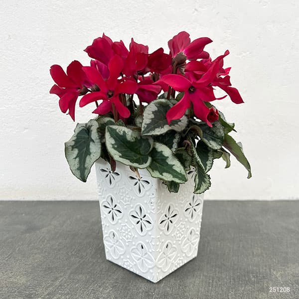 シクラメン:アンジュ ワイン3.5号底面給水角鉢