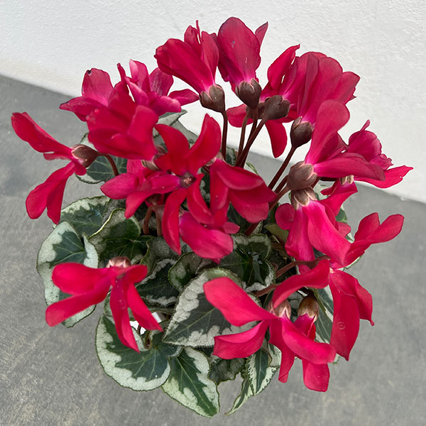 シクラメン:アンジュ ワイン3.5号底面給水角鉢