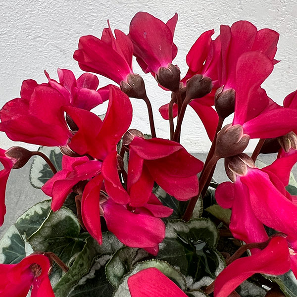 シクラメン:アンジュ ワイン3.5号底面給水角鉢