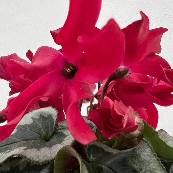 シクラメン:アンジュ ワイン3.5号底面給水角鉢