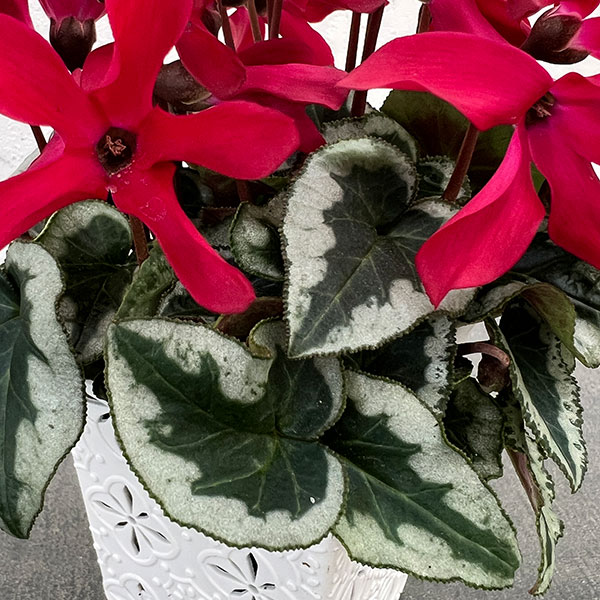 シクラメン:アンジュ ワイン3.5号底面給水角鉢