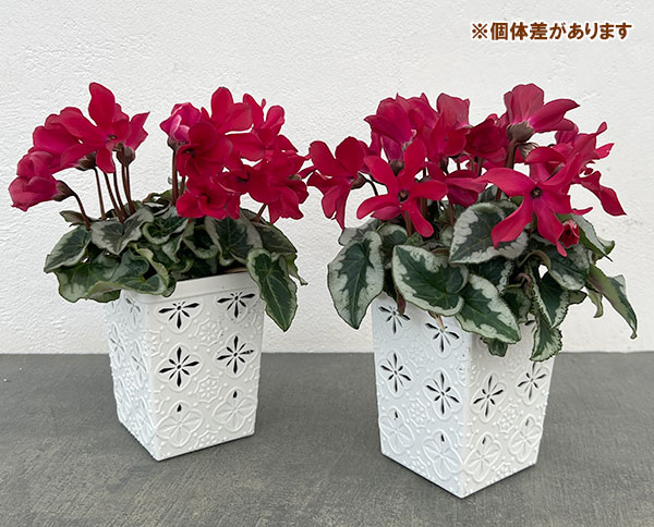 シクラメン:アンジュ ワイン3.5号底面給水角鉢