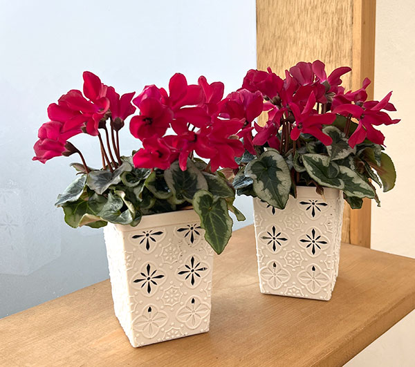 シクラメン:アンジュ ワイン3.5号底面給水角鉢