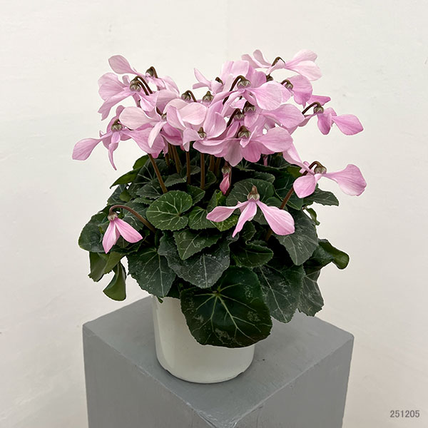 シクラメン:オートジャイロ(25-01)5号鉢植え【現品販売】