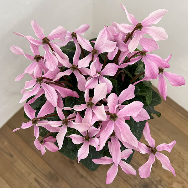 シクラメン:オートジャイロ(25-01)5号鉢植え【現品販売】