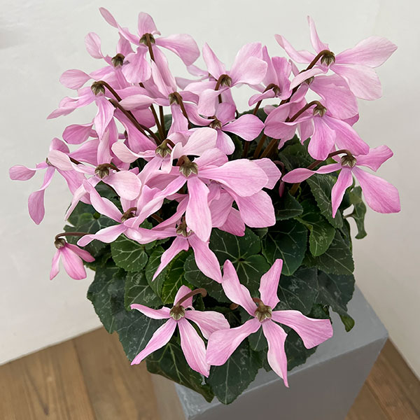 シクラメン:オートジャイロ(25-01)5号鉢植え【現品販売】