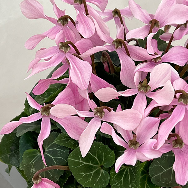 シクラメン:オートジャイロ(25-01)5号鉢植え【現品販売】