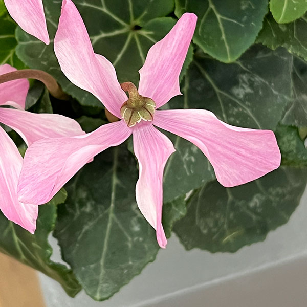 シクラメン:オートジャイロ(25-01)5号鉢植え【現品販売】