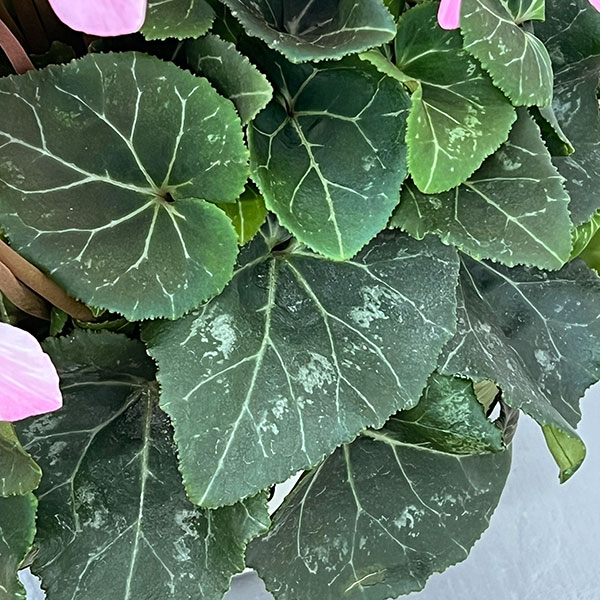 シクラメン:オートジャイロ(25-01)5号鉢植え【現品販売】