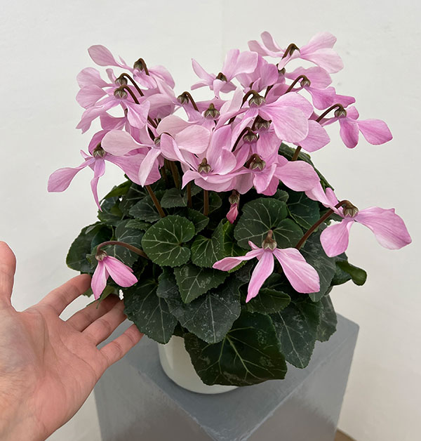 シクラメン:オートジャイロ(25-01)5号鉢植え【現品販売】