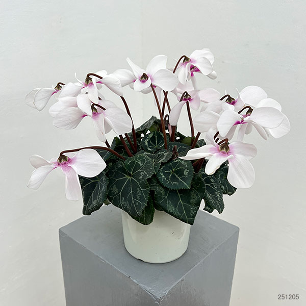 シクラメン:オートジャイロ(25-02)5号鉢植え【現品販売】