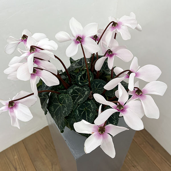 シクラメン:オートジャイロ(25-02)5号鉢植え【現品販売】