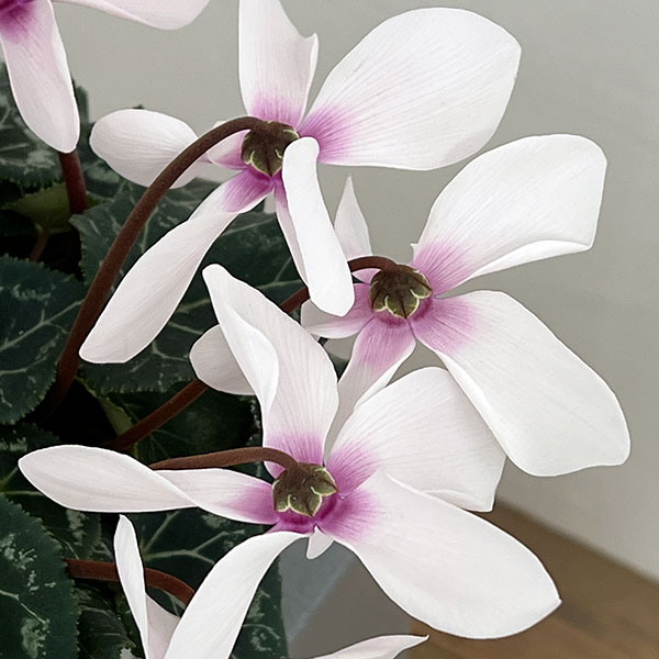 シクラメン:オートジャイロ(25-02)5号鉢植え【現品販売】