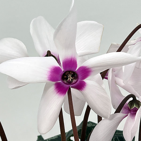 シクラメン:オートジャイロ(25-02)5号鉢植え【現品販売】