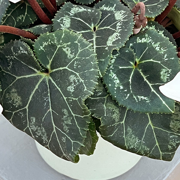 シクラメン:オートジャイロ(25-02)5号鉢植え【現品販売】