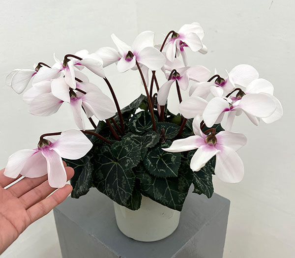 シクラメン:オートジャイロ(25-02)5号鉢植え【現品販売】