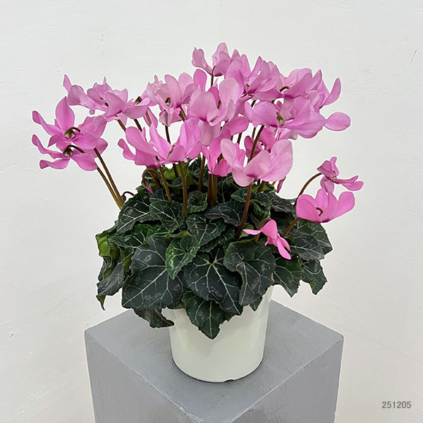 シクラメン:オートジャイロ(25-03)5号鉢植え【現品販売】