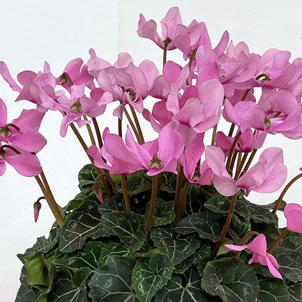 シクラメン:オートジャイロ(25-03)5号鉢植え【現品販売】