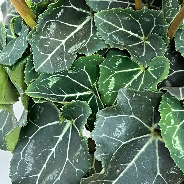 シクラメン:オートジャイロ(25-03)5号鉢植え【現品販売】