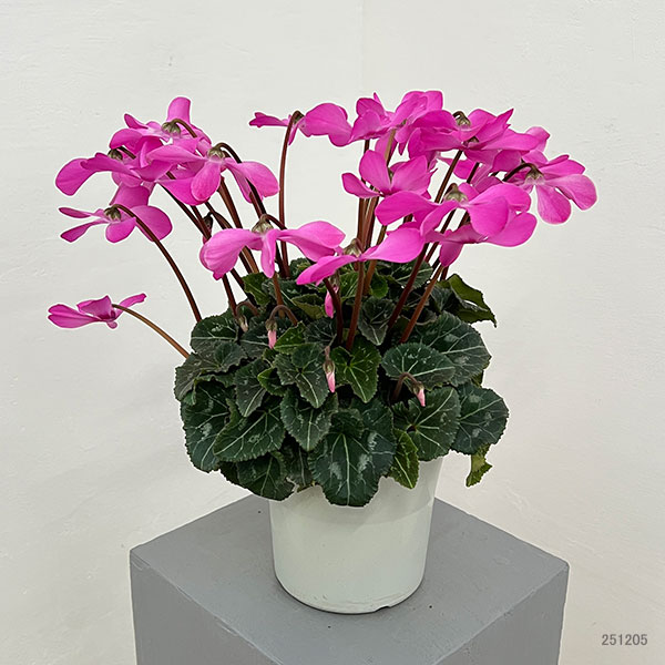 シクラメン:オートジャイロ(25-04)5号鉢植え【現品販売】