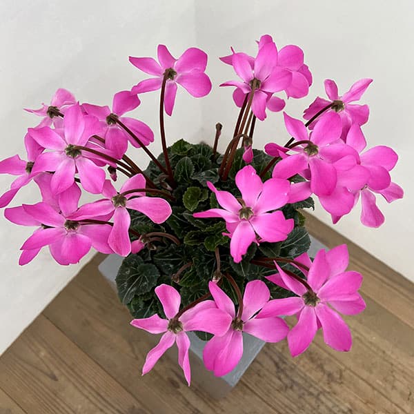 シクラメン:オートジャイロ(25-04)5号鉢植え【現品販売】