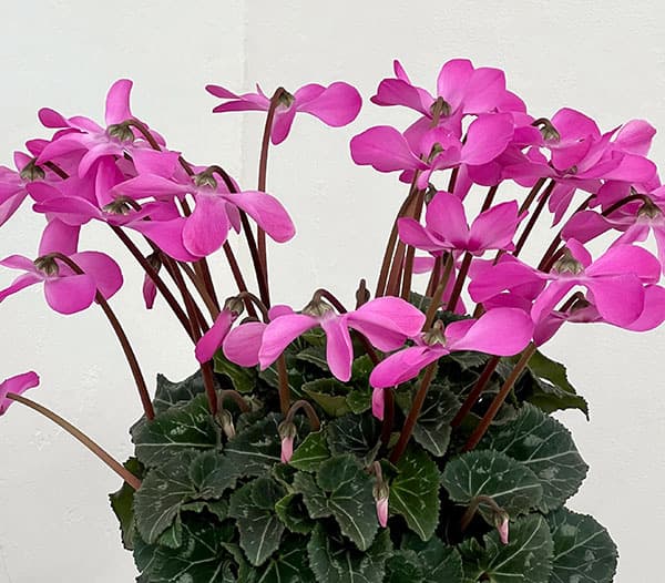 シクラメン:オートジャイロ(25-04)5号鉢植え【現品販売】