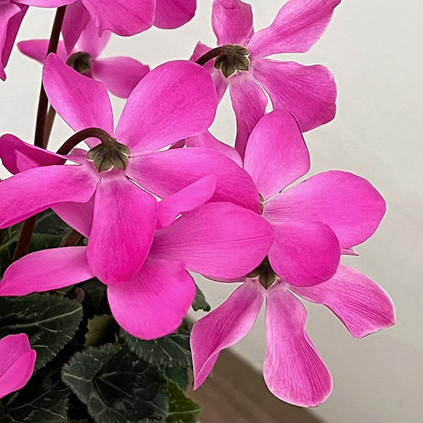 シクラメン:オートジャイロ(25-04)5号鉢植え【現品販売】