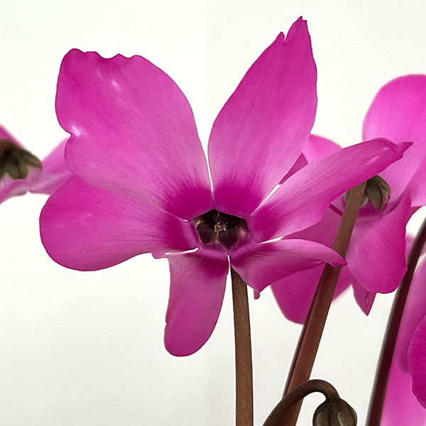 シクラメン:オートジャイロ(25-04)5号鉢植え【現品販売】