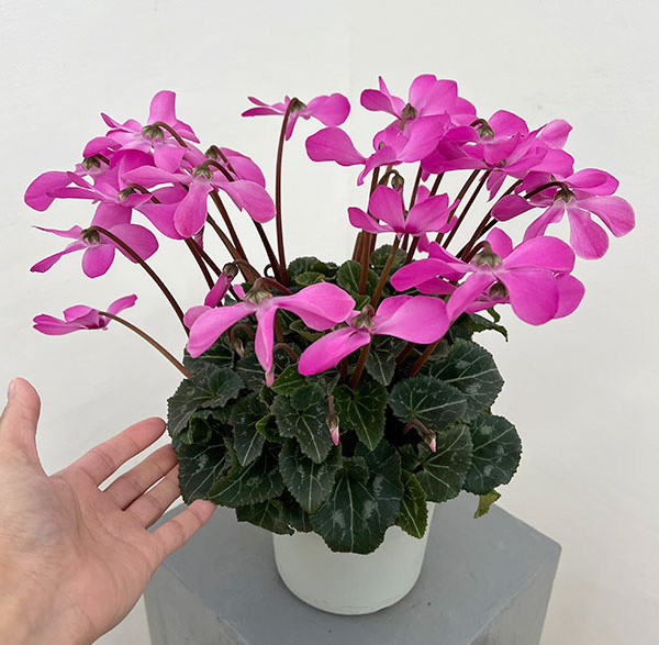 シクラメン:オートジャイロ(25-04)5号鉢植え【現品販売】