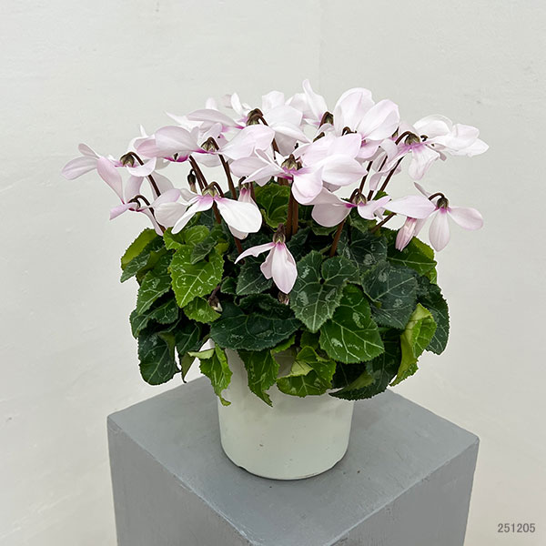 シクラメン:オートジャイロ(25-05)5号鉢植え【現品販売】