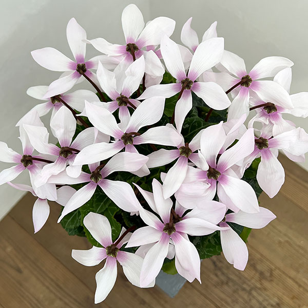 シクラメン:オートジャイロ(25-05)5号鉢植え【現品販売】