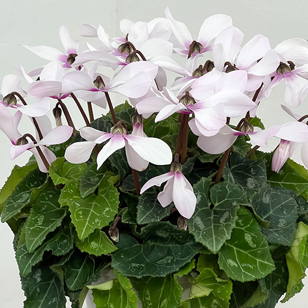 シクラメン:オートジャイロ(25-05)5号鉢植え【現品販売】