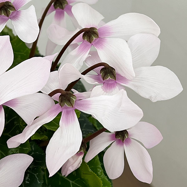 シクラメン:オートジャイロ(25-05)5号鉢植え【現品販売】