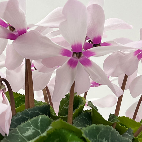 シクラメン:オートジャイロ(25-05)5号鉢植え【現品販売】