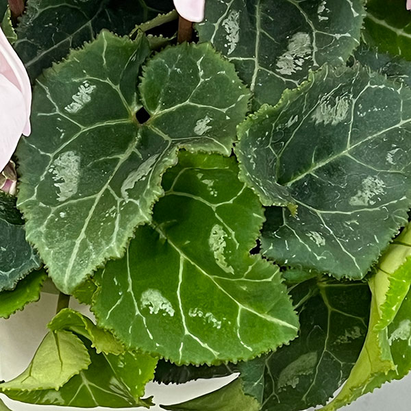 シクラメン:オートジャイロ(25-05)5号鉢植え【現品販売】