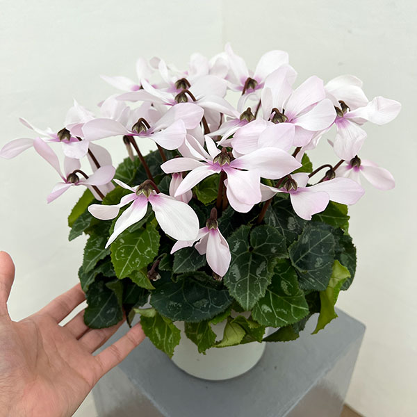 シクラメン:オートジャイロ(25-05)5号鉢植え【現品販売】