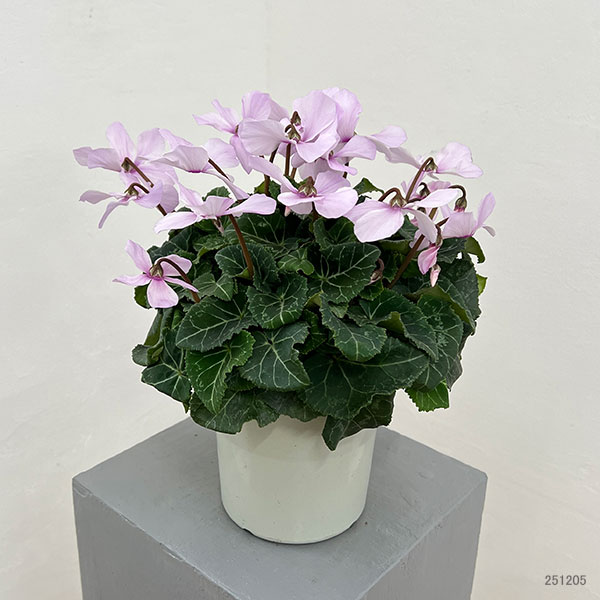 シクラメン:オートジャイロ(25-06)5号鉢植え【現品販売】