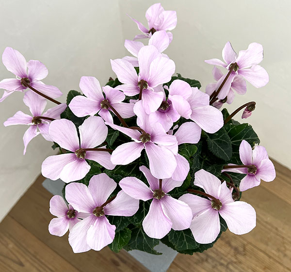 シクラメン:オートジャイロ(25-06)5号鉢植え【現品販売】