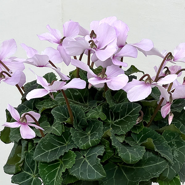 シクラメン:オートジャイロ(25-06)5号鉢植え【現品販売】