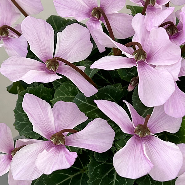 シクラメン:オートジャイロ(25-06)5号鉢植え【現品販売】