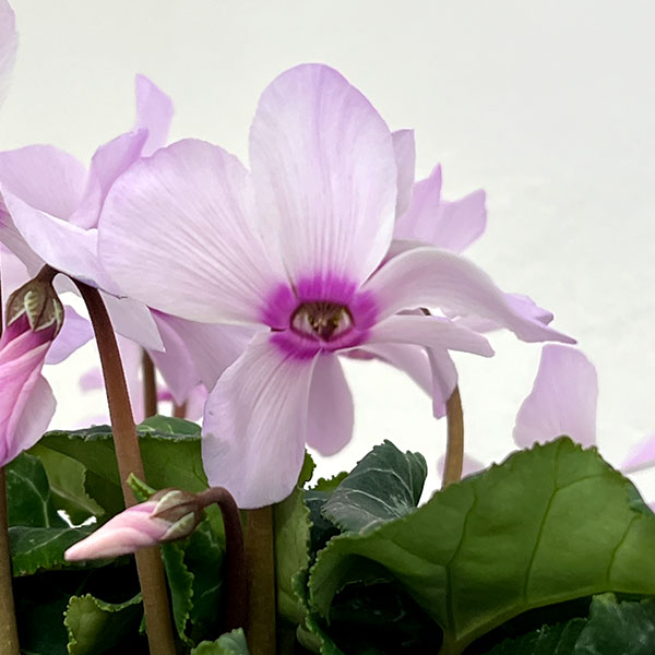 シクラメン:オートジャイロ(25-06)5号鉢植え【現品販売】