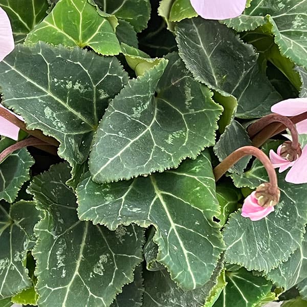 シクラメン:オートジャイロ(25-06)5号鉢植え【現品販売】